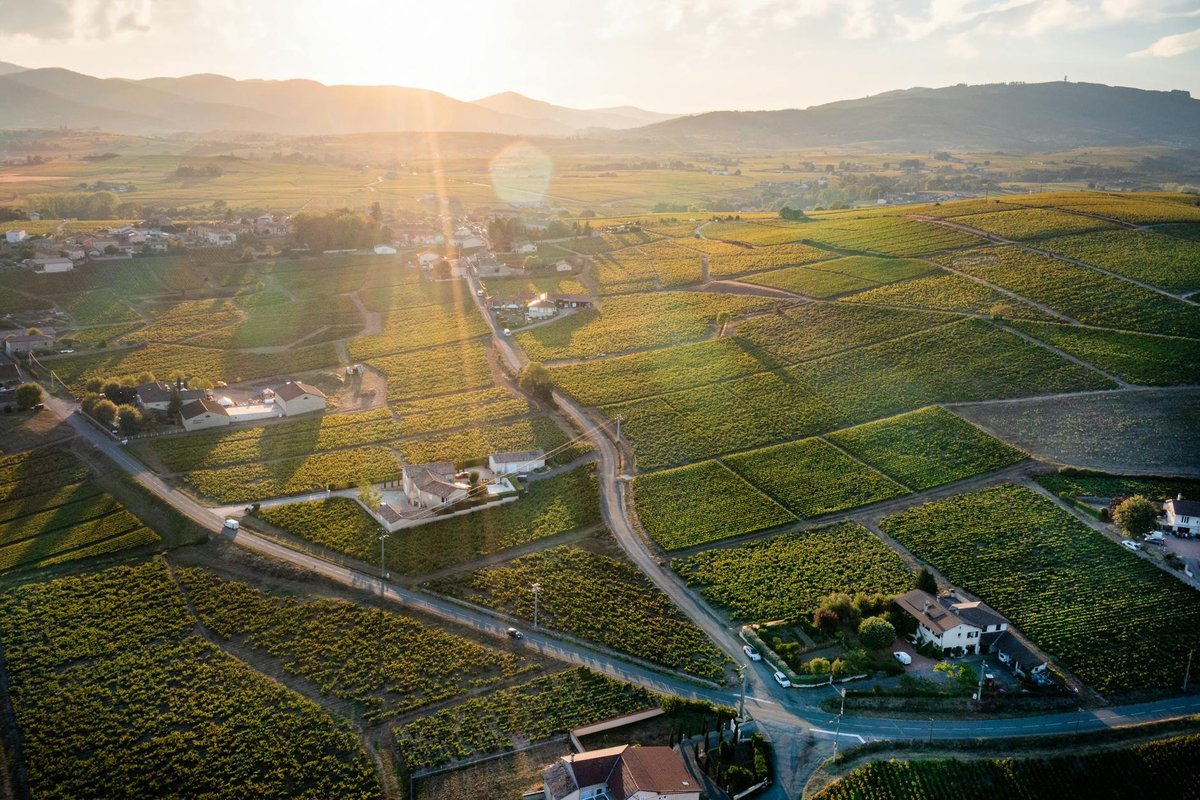 cépage beaujolais
