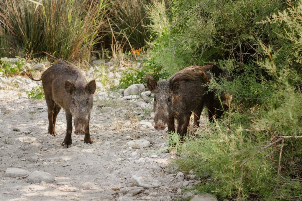 civet de sanglier recette