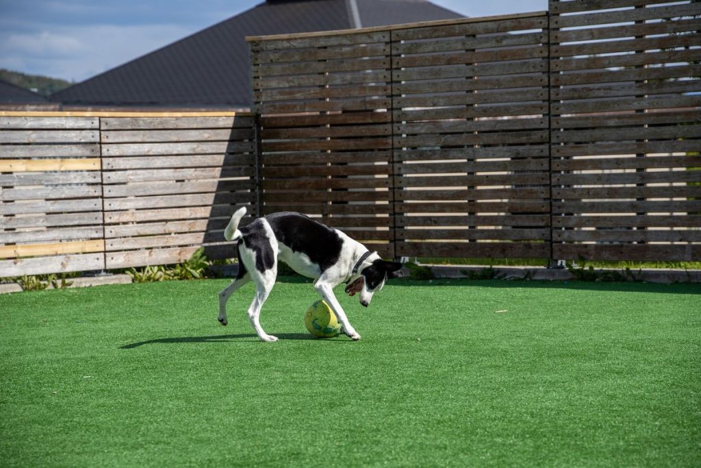 nettoyer gazon synthétique urine chien