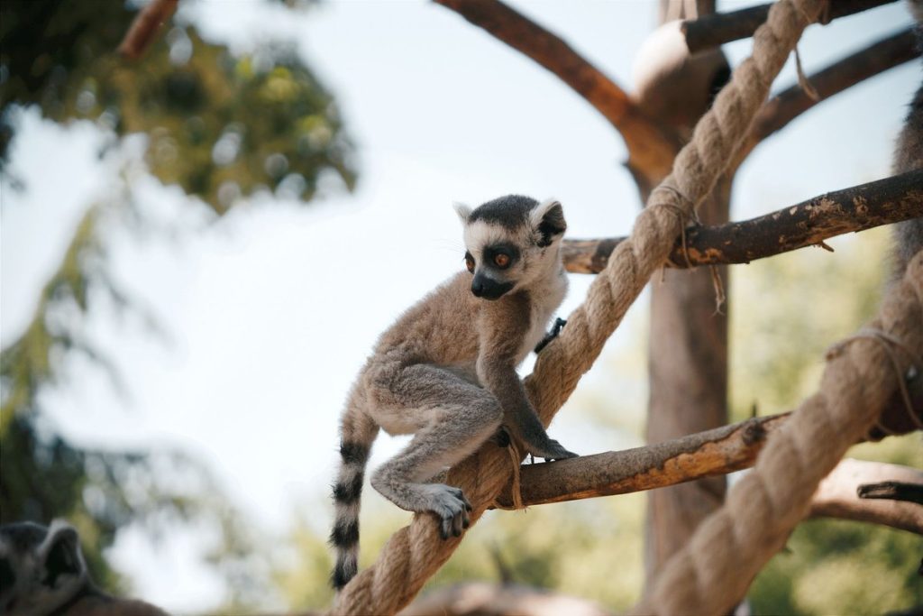 zoo de cerza