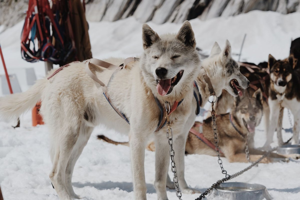 chien de traineau haute savoie